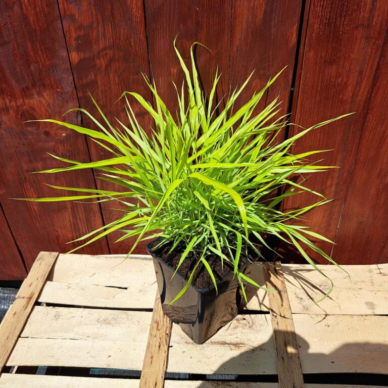Hakonechloa smukła 'All Gold'
