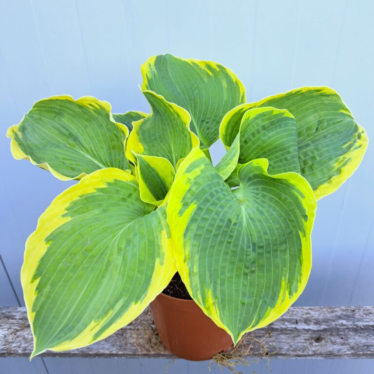Hosta 'American Halo'