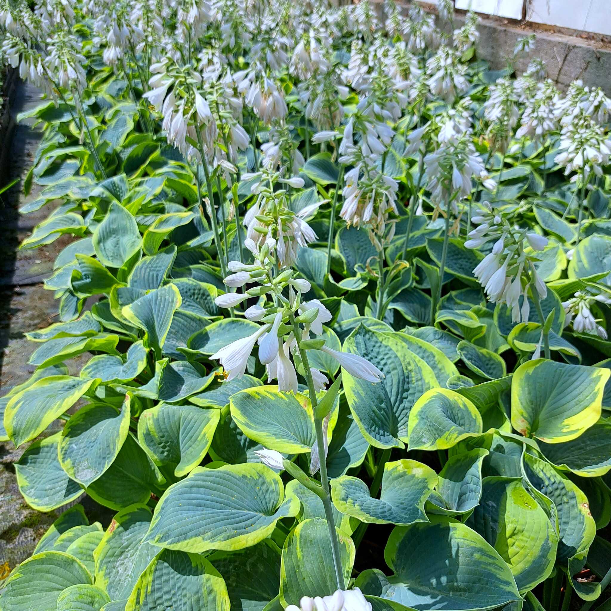 Hosta 'Frances Williams' C2 (02.07.2025) (1)_Easy-Resize.com