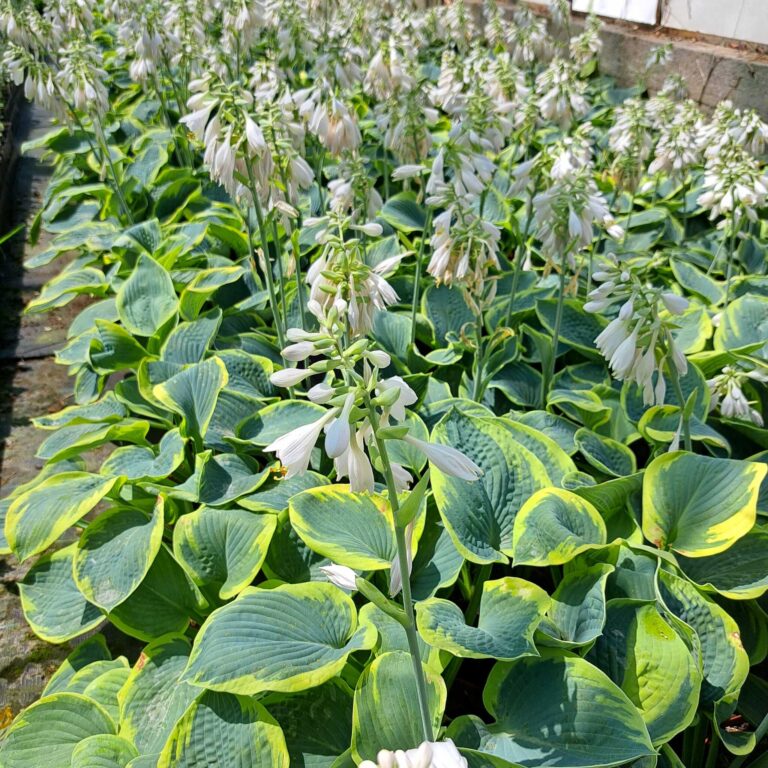 Hosta 'Frances Williams'