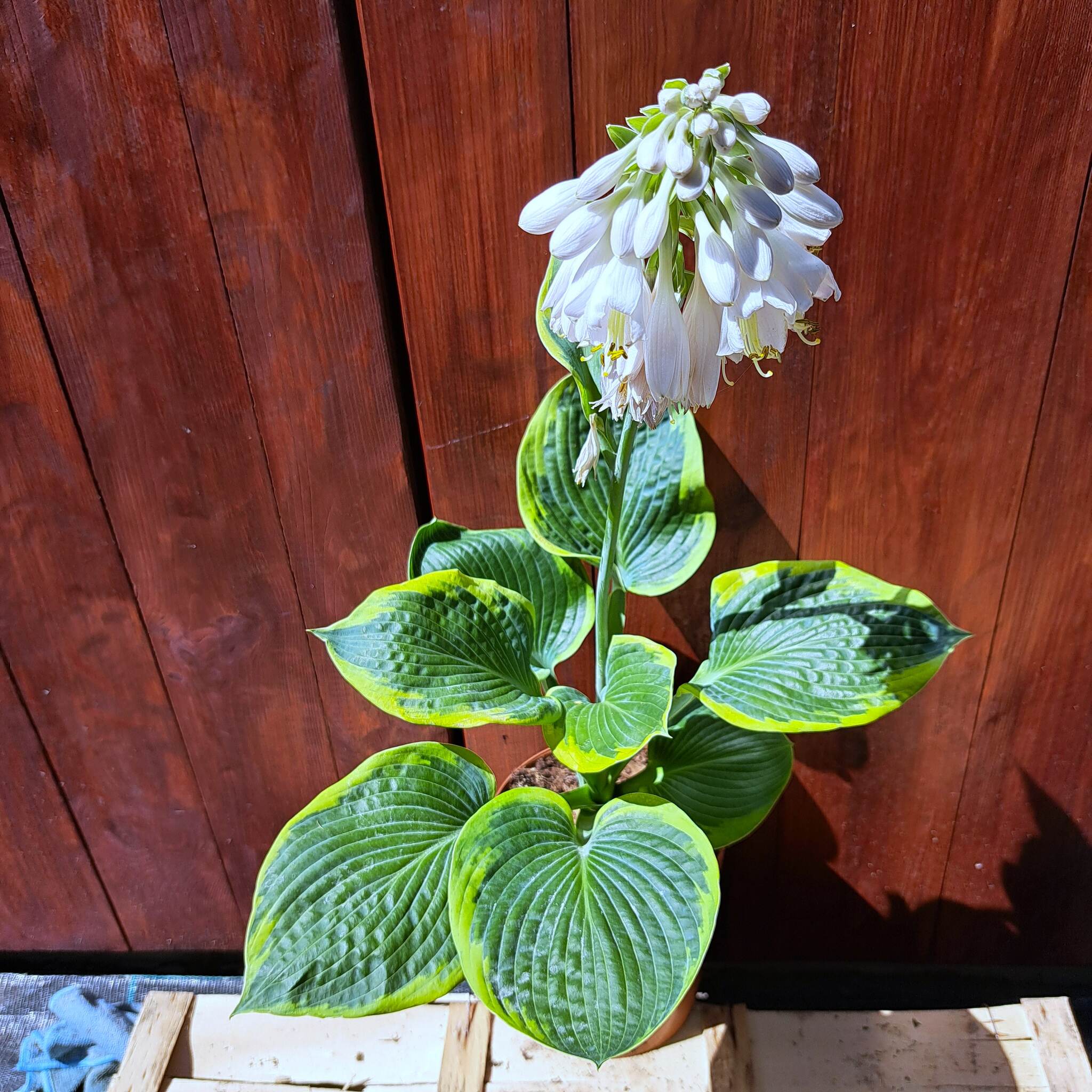 Hosta 'Frances Williams' C2 (02.07.2025) (5)_Easy-Resize.com Hosta 'Frances Williams'