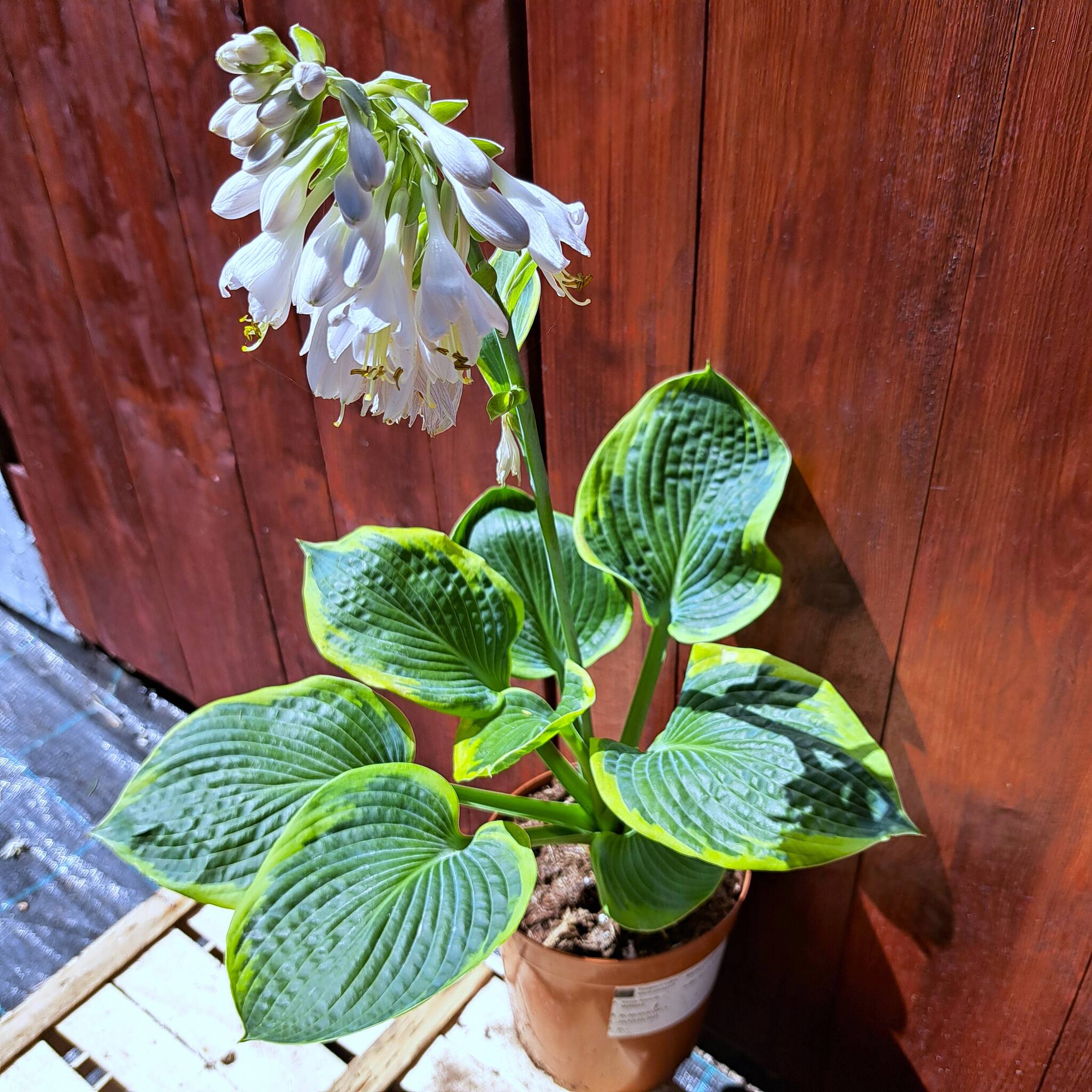 Hosta 'Frances Williams' C2 (02.07.2025) (6)_Easy-Resize.com Hosta 'Frances Williams'