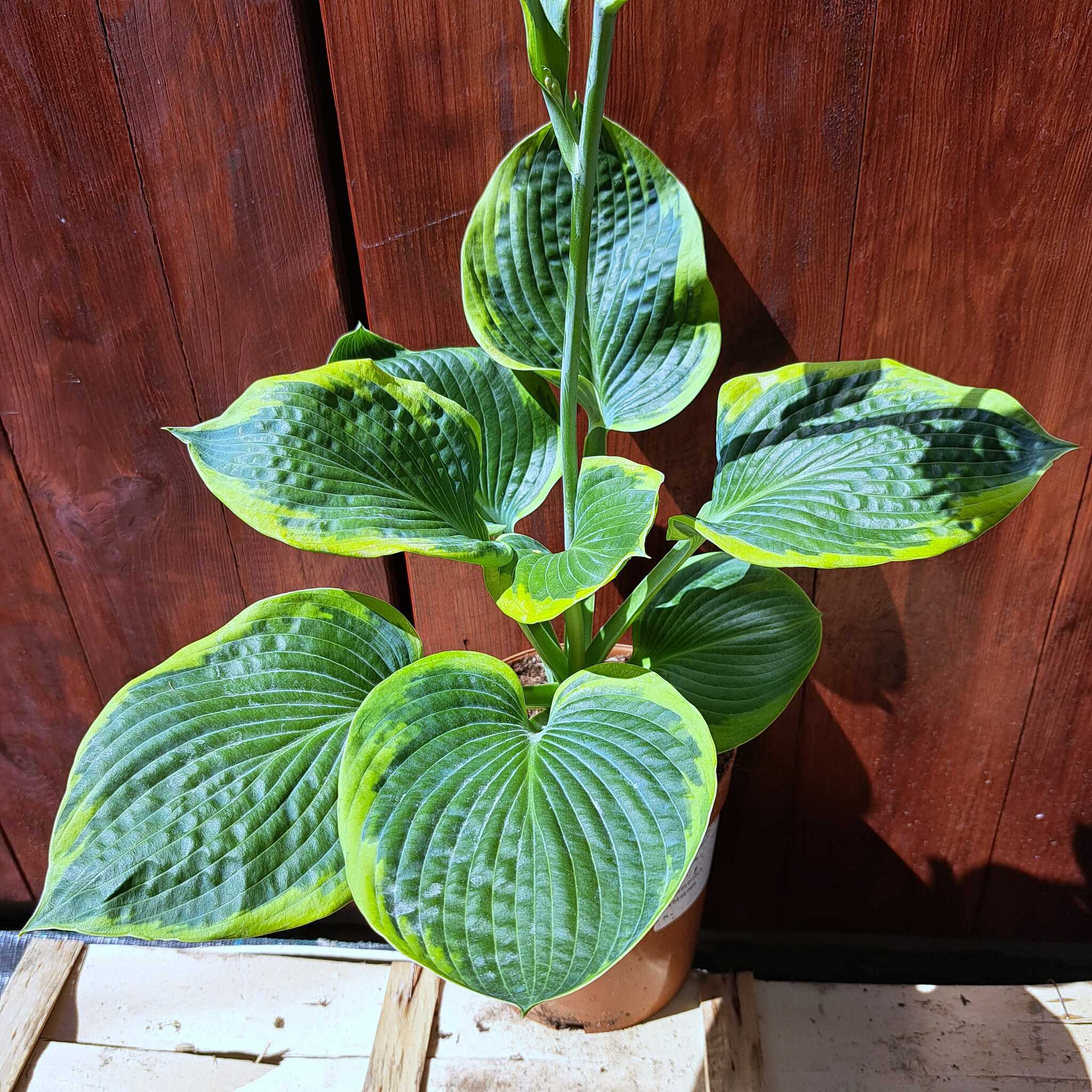 Hosta 'Frances Williams' C2 (02.07.2025) (7)_Easy-Resize.com Hosta 'Frances Williams'
