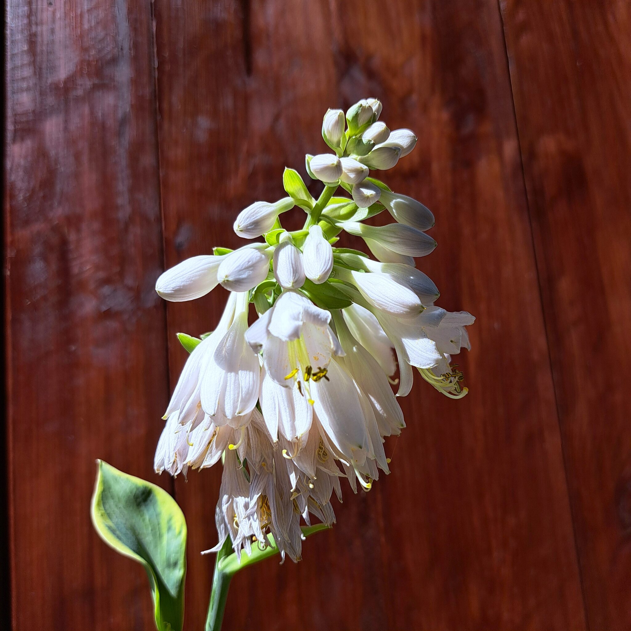 Hosta 'Frances Williams' C2 (02.07.2025) (8)_Easy-Resize.com Hosta 'Frances Williams'