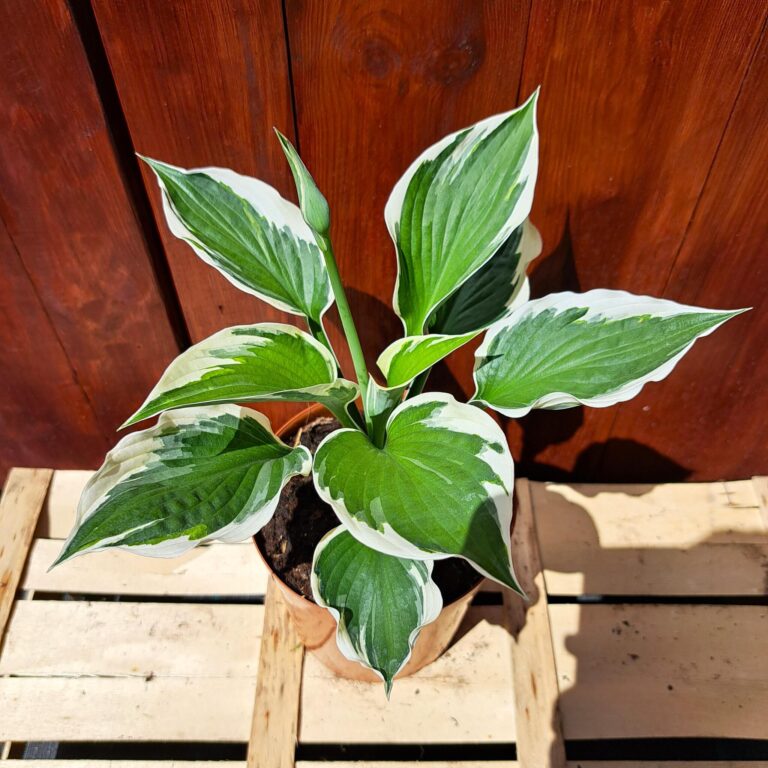 Hosta 'Patriot'