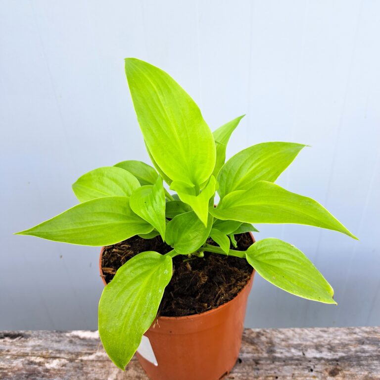 Hosta babkolistna 'Grandiflora'