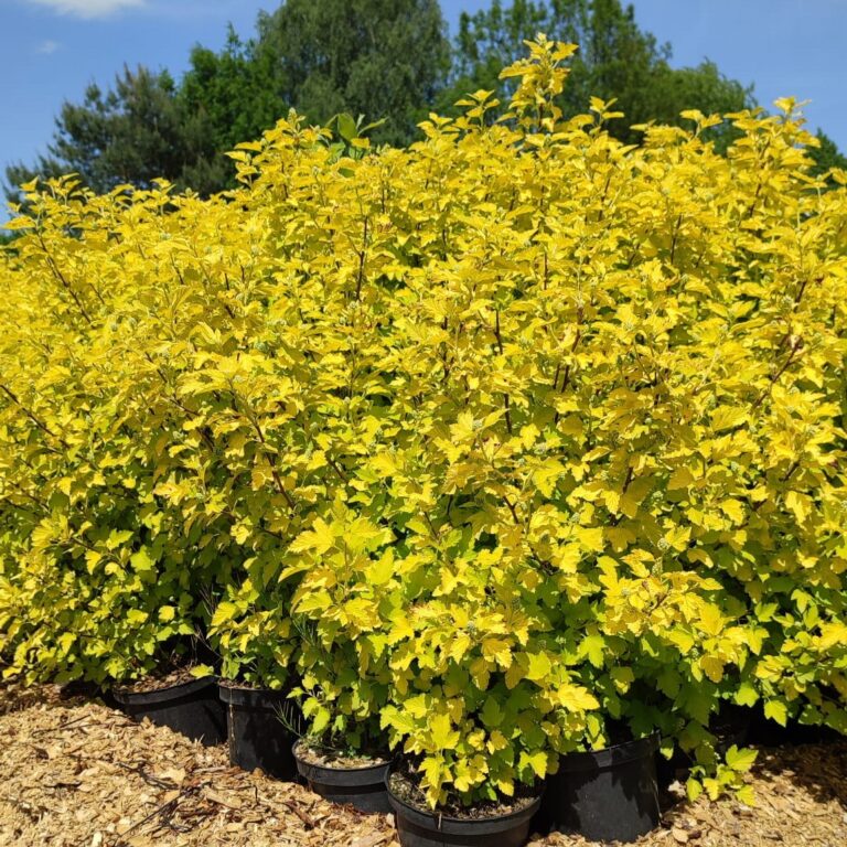 Pęcherznica kalinolistna 'Nugget'