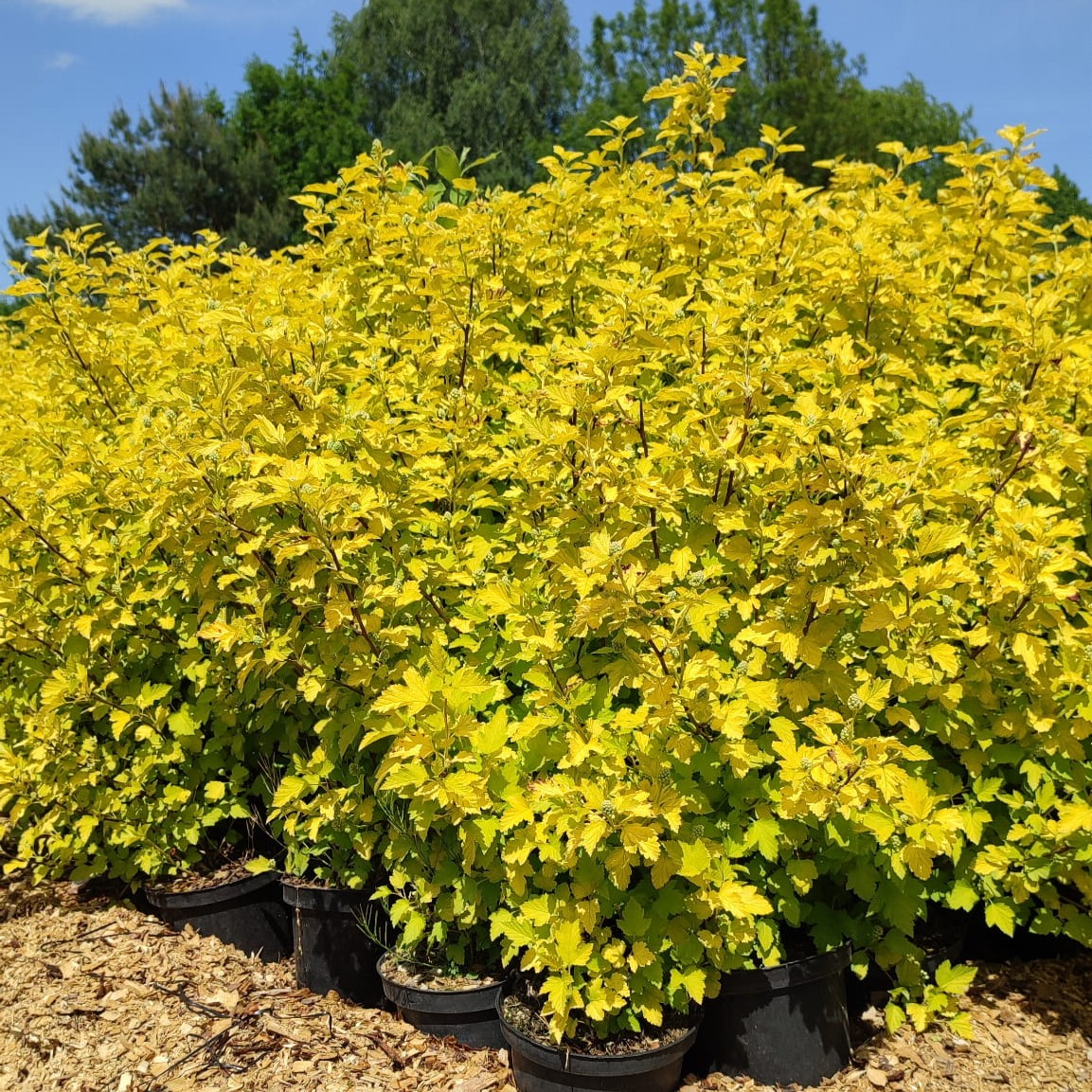 Pęcherznica kalinolistna 'Nugget' (2024) Pęcherznica kalinolistna 'Nugget'