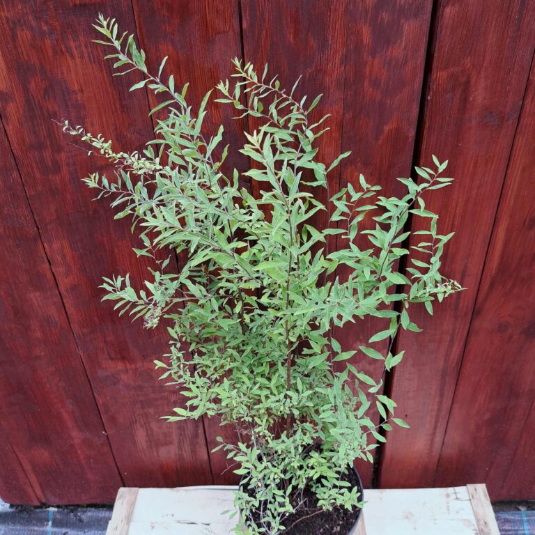 Tawuła szara 'Grefsheim'