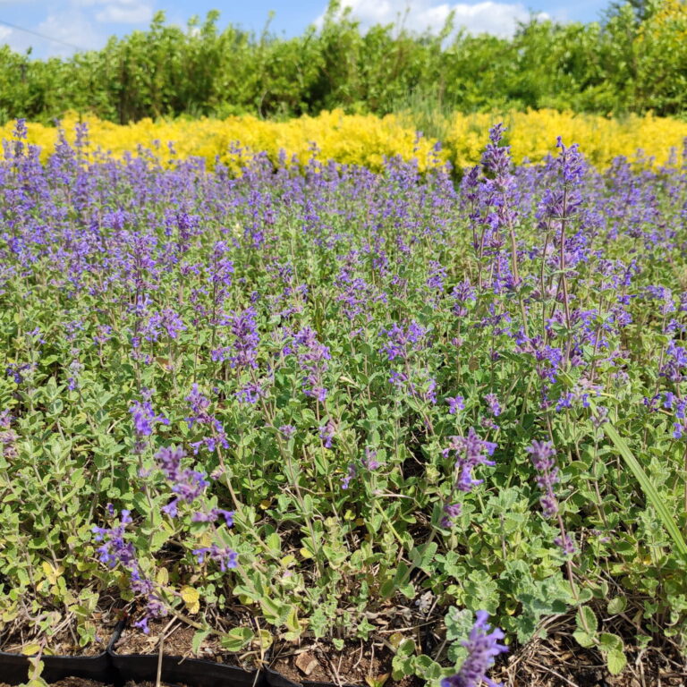 Kocimiętka groniasta