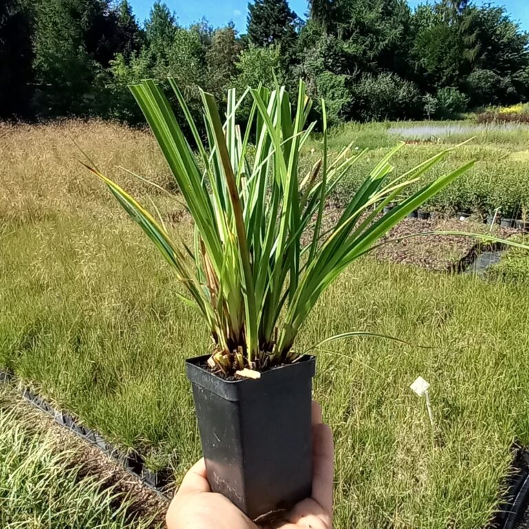 Turzyca morrowa Variegata