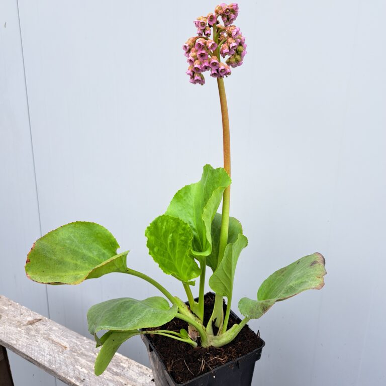 Bergenia sercolistna