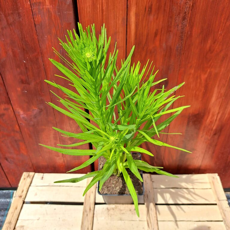Liatra kłosowa 'Alba'