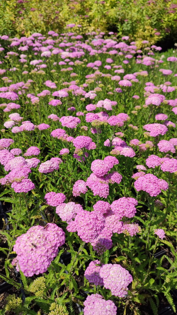 Krwawnik pospolity 'Appleblossom'