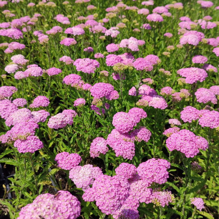 Krwawnik pospolity Appleblossom