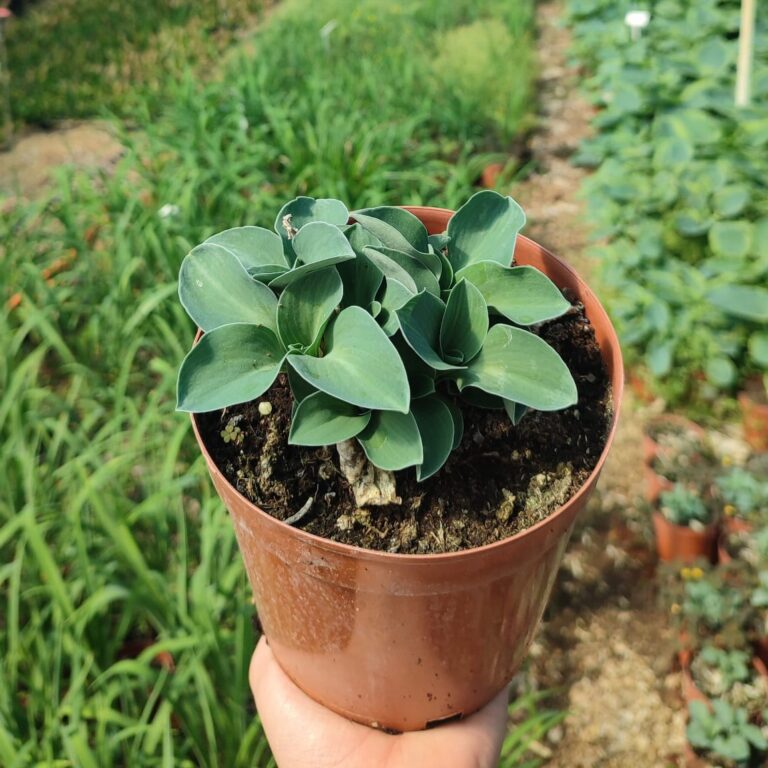Hosta 'Blue Mouse Ears’