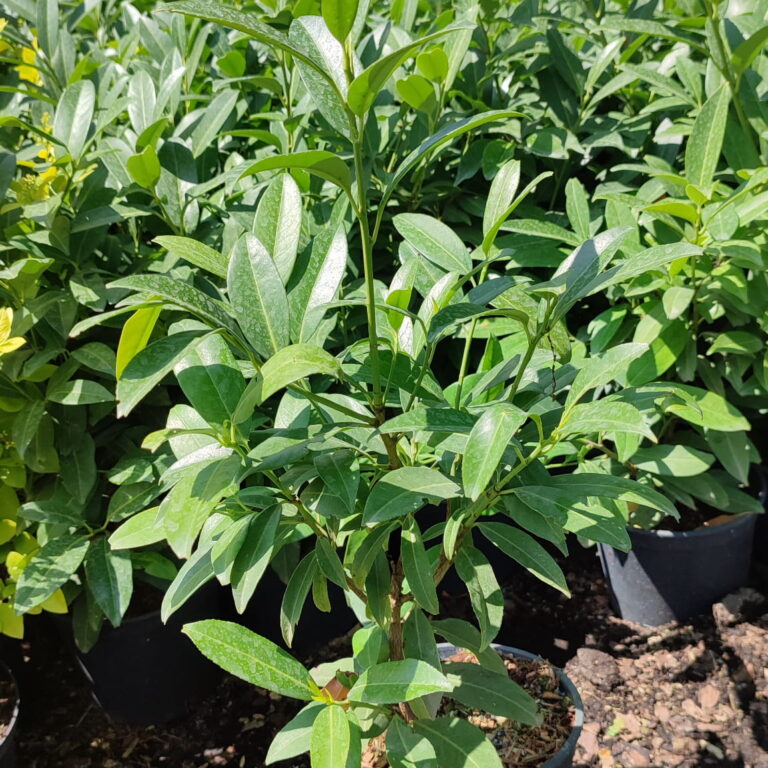 Laurowiśnia wschodnia ‘Caucasica’ (C5)