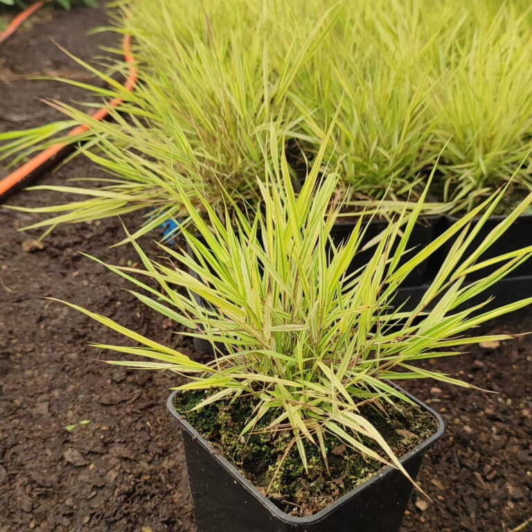 Hakonechloa macra