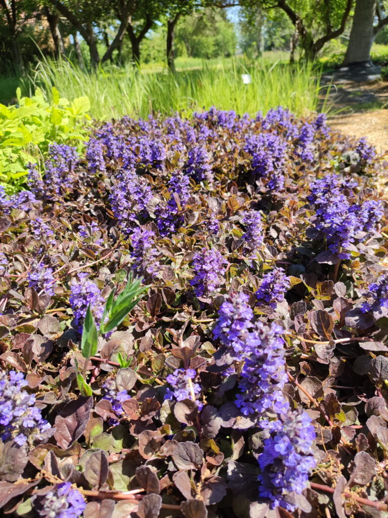 Świeżo posadzona Ajuga reptans 'Black Scallop' w czarnym pojemniku na tle zielonego ogrodu szkółki roślinnej, wyraźne fioletowe kwiatostany nad ciemnobrunatnymi liśćmi na słoneczny dzień.