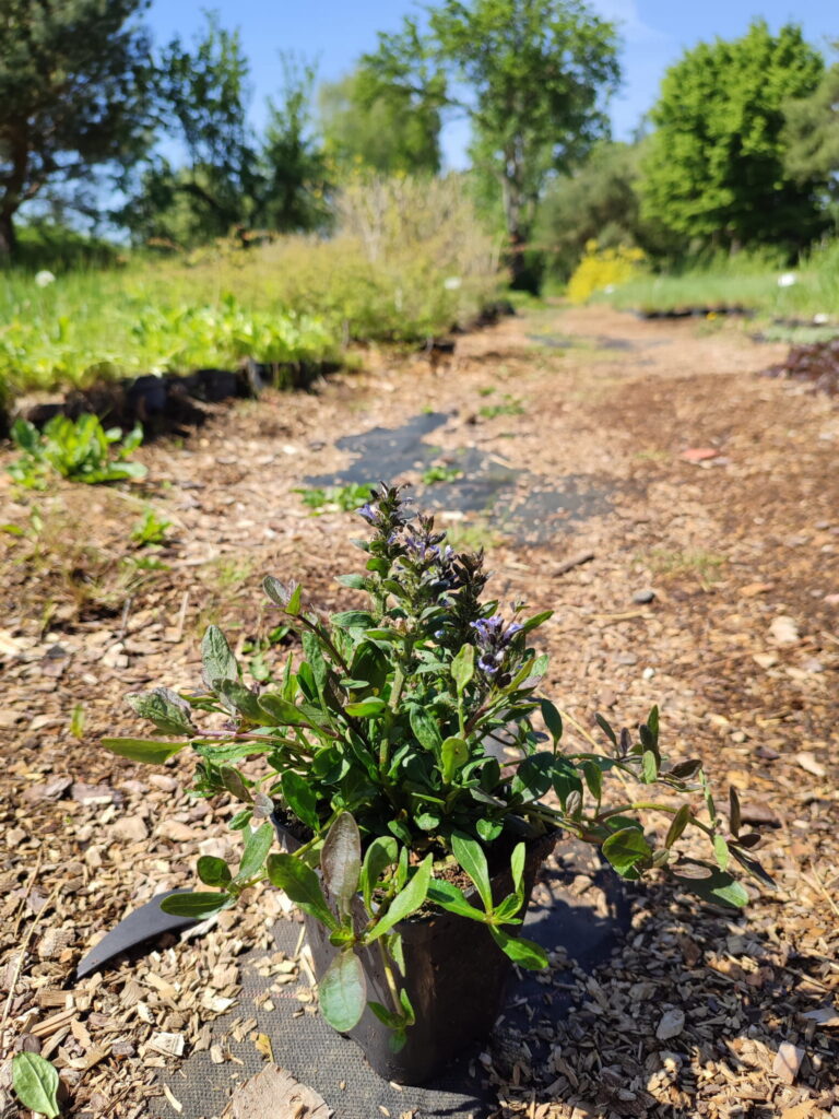 Młoda roślina Ajuga reptans 'Blueberry Muffin' w małym, czarnym pojemniku na ścieżce ogrodowej z kory drzewnej, z nieostrym tłem zieleni i drzew w słoneczny dzień.