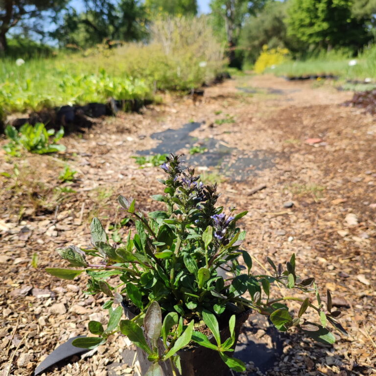 Młoda roślina Ajuga reptans 'Blueberry Muffin' w małym, czarnym pojemniku na ścieżce ogrodowej z kory drzewnej, z nieostrym tłem zieleni i drzew w słoneczny dzień.