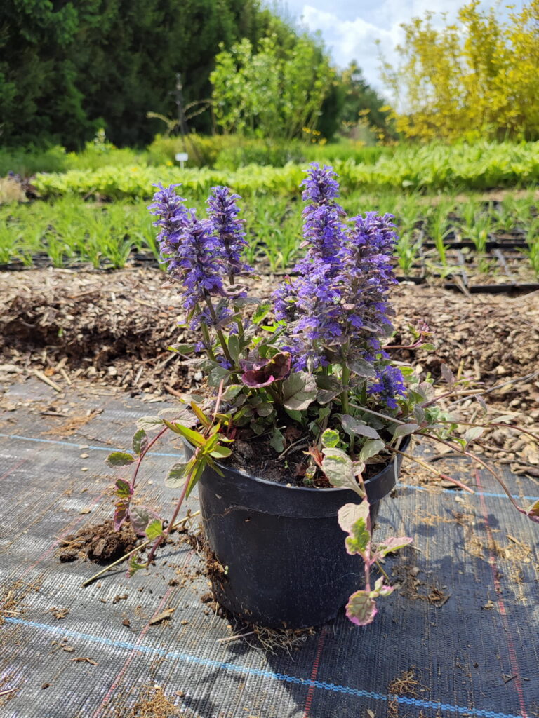 Ajuga reptans 'Burgundy Glow' prezentująca się w czarnym pojemniku na siatce ograniczającej chwasty, z purpurowymi i zielonymi liśćmi oraz szczytami pełnymi fioletowych kwiatów, z tłem zielonego ogrodu