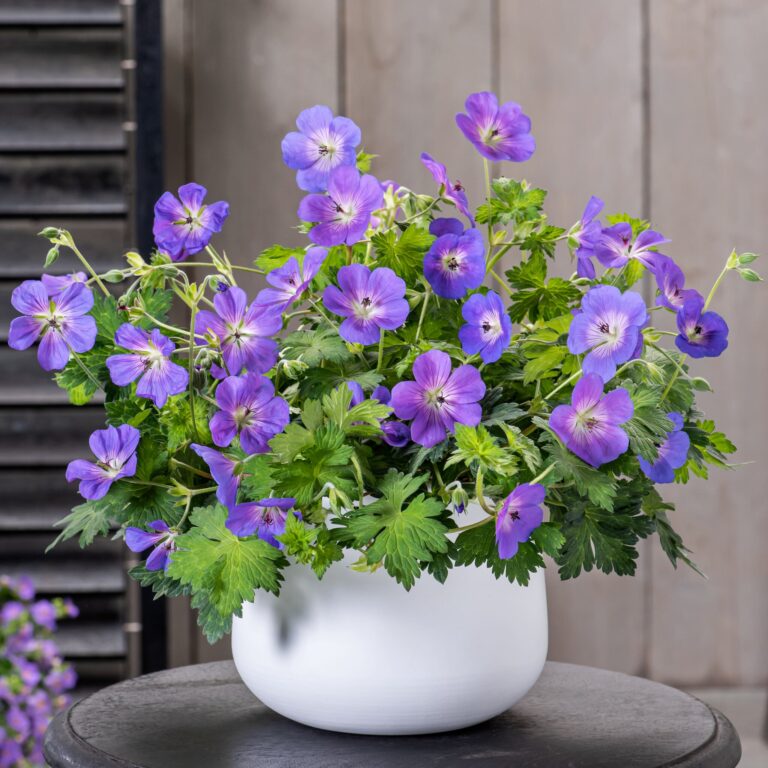 Bodziszek 'Bloom Me Away’