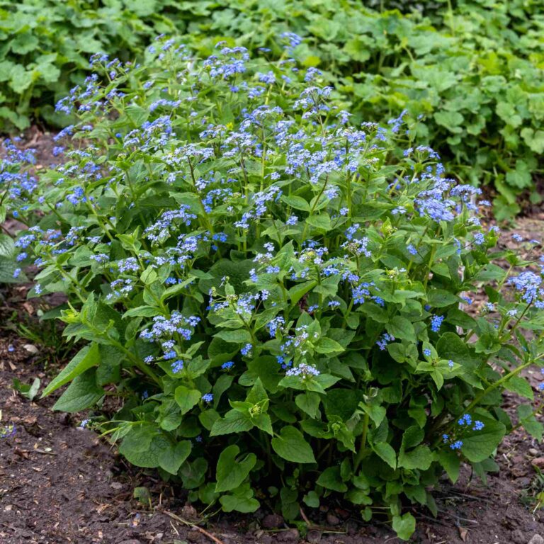 Brunnera wielkolistna