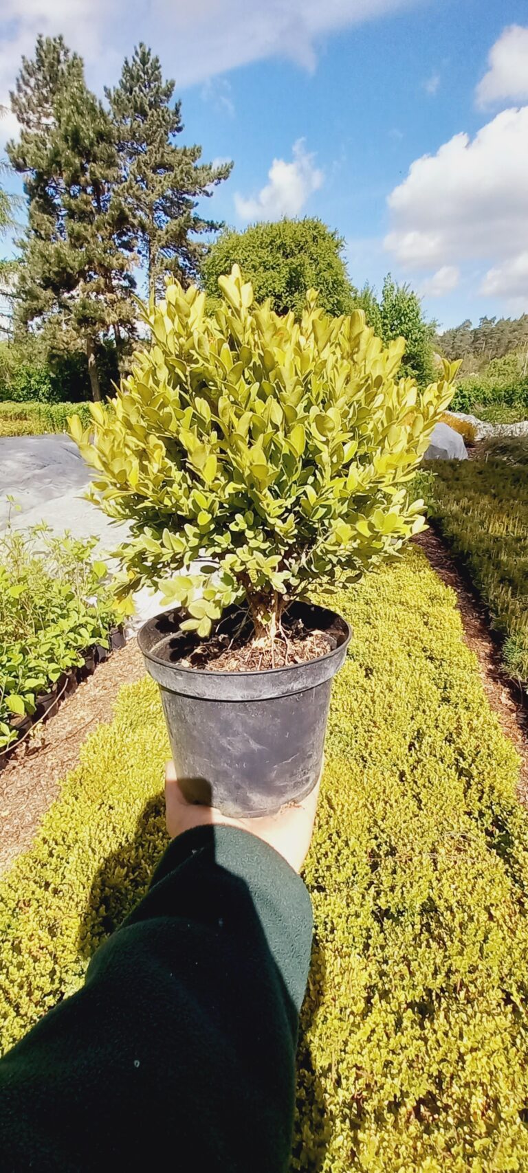 Buxus-sempervirens-Suffruticosa-C2