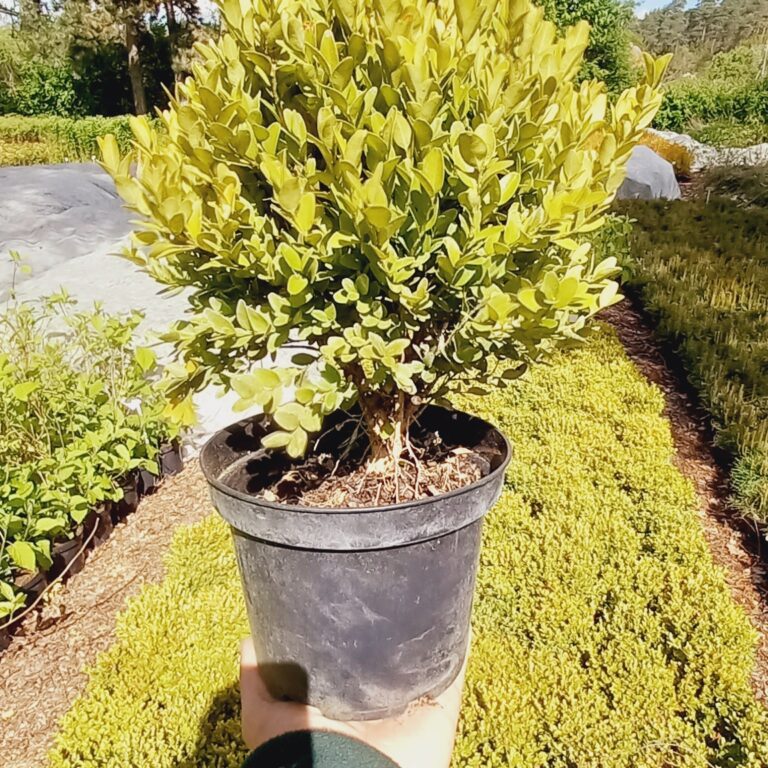 Buxus-sempervirens-Suffruticosa-C2