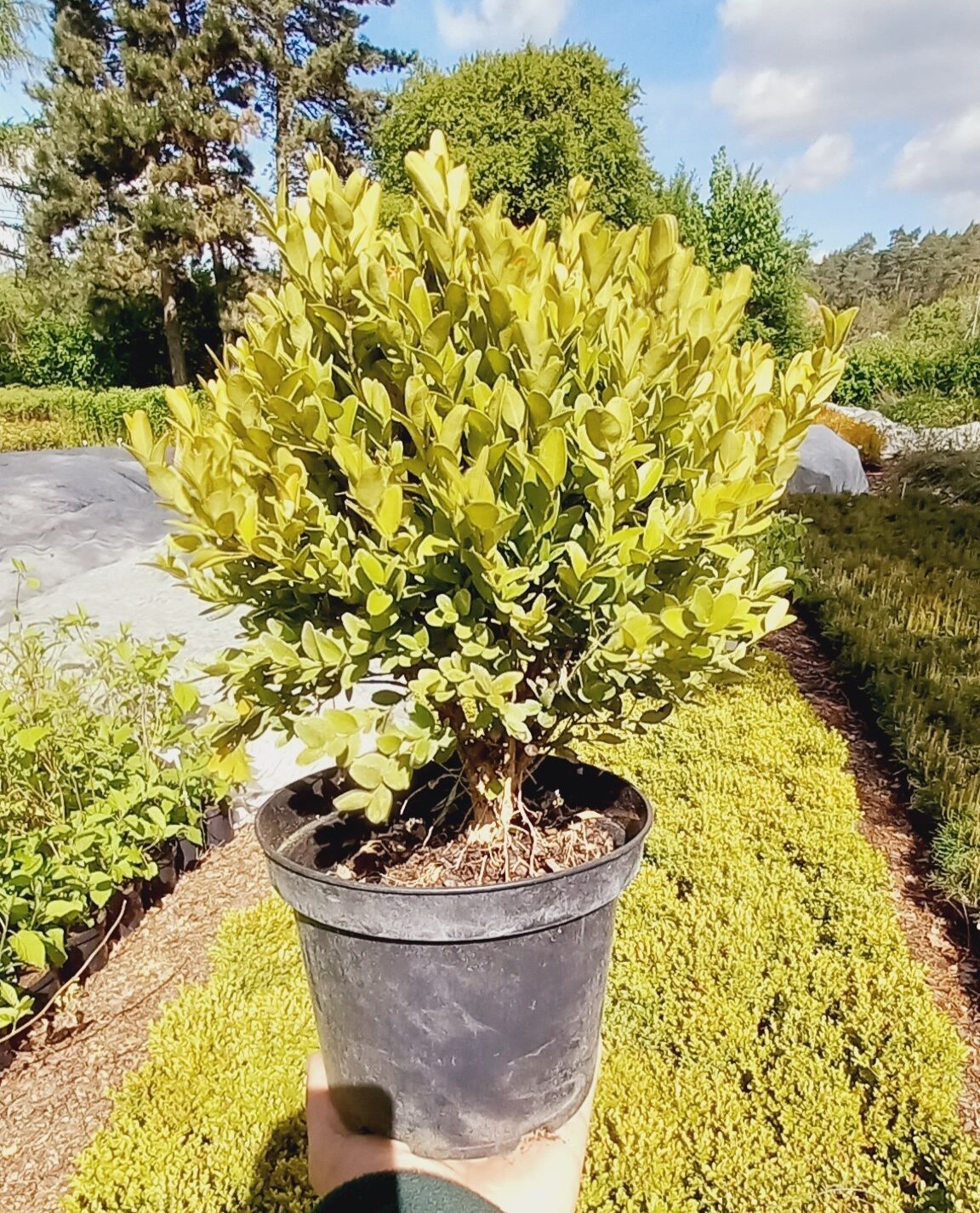 Buxus-sempervirens-Suffruticosa-C2-rotated (1) Bukszpan wieczniezielony