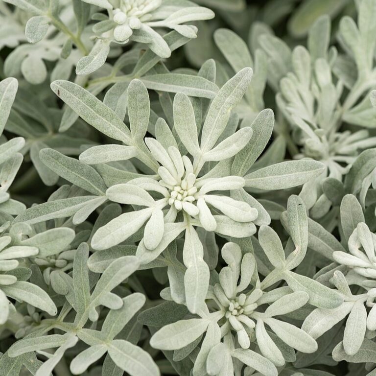 Bylica Stellera 'Silver Brocade’