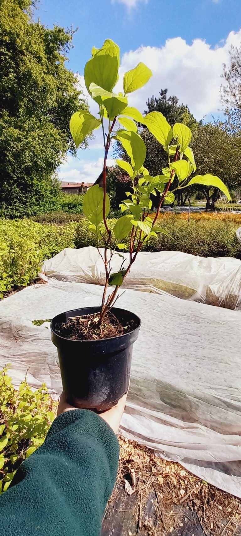 Cornus-alba-Sibirica-c2