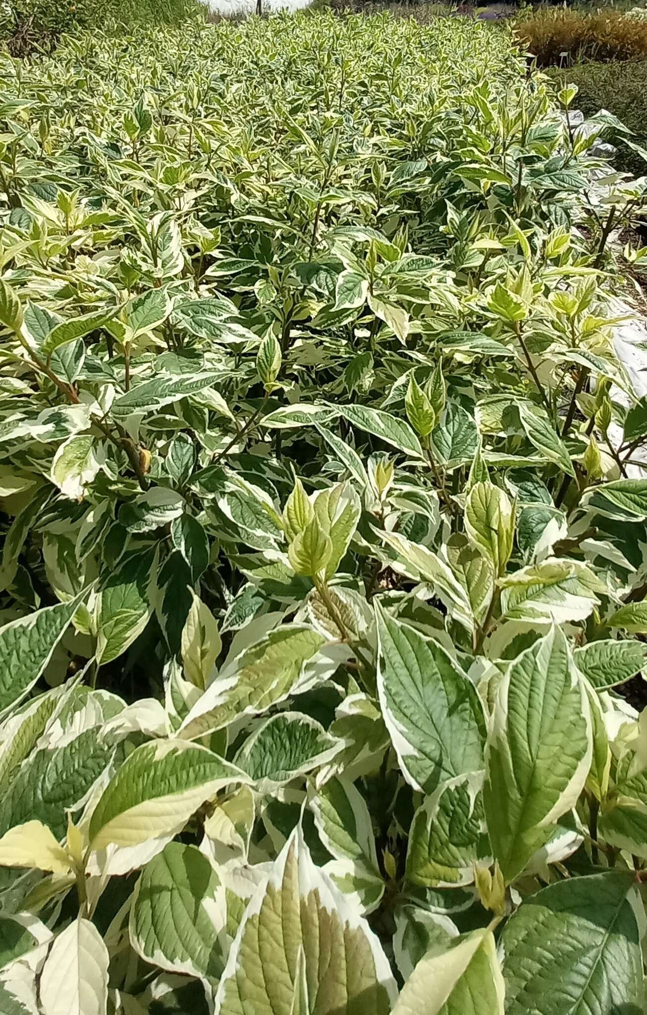 Dereń biały 'Sibirica Variegata' C2 2024 (1)_Easy-Resize.com Dereń biały 'Sibirica Variegata'