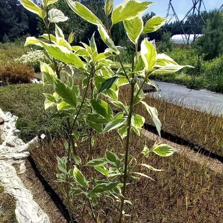 Dereń biały 'Sibirica Variegata'