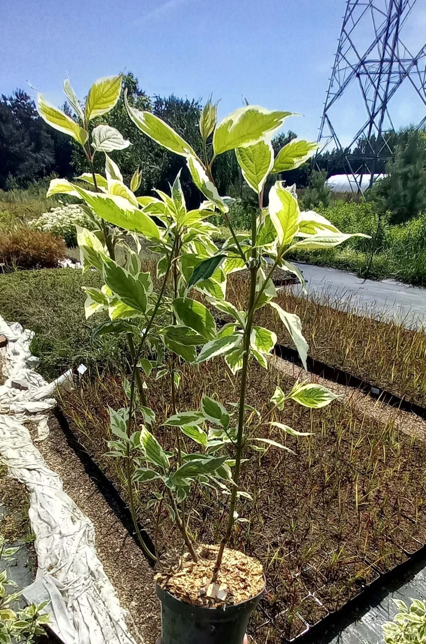 Dereń biały 'Sibirica Variegata' C2 2024 (2)_Easy-Resize.com Dereń biały 'Sibirica Variegata'
