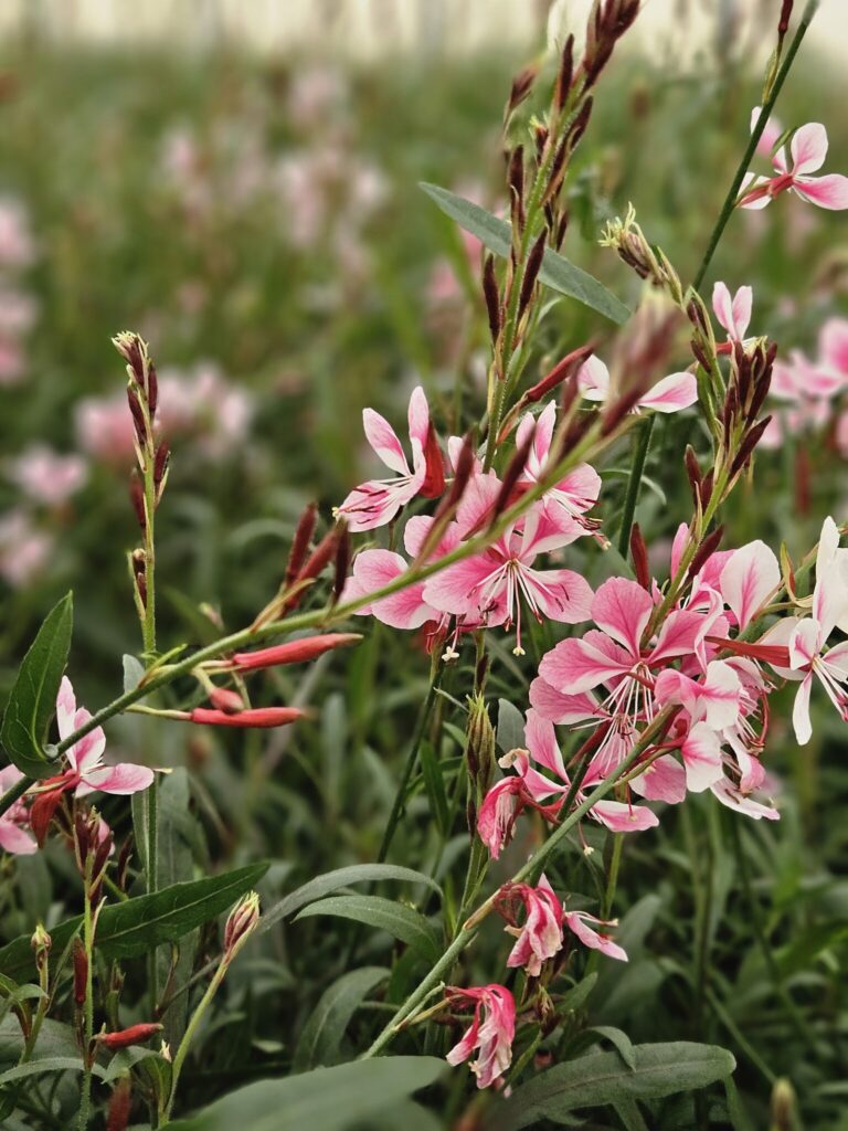 Gaura Lindheimera 'Siskoyou Pink'