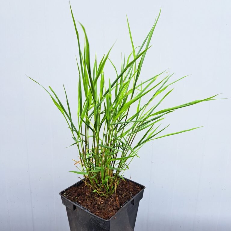 Hakonechloa smukła 'Beni Kaze'