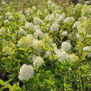 Hortensja bukietowa 'Polar Bear’ – Hydrangea paniculata 'Polar Bear’ (P12)