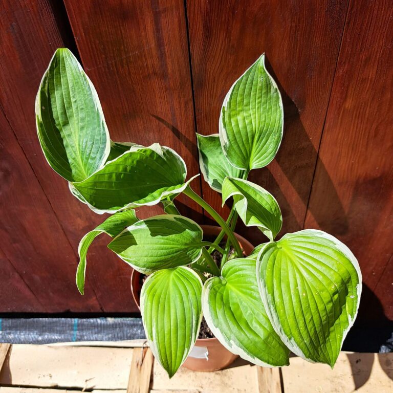 Hosta 'Francee'
