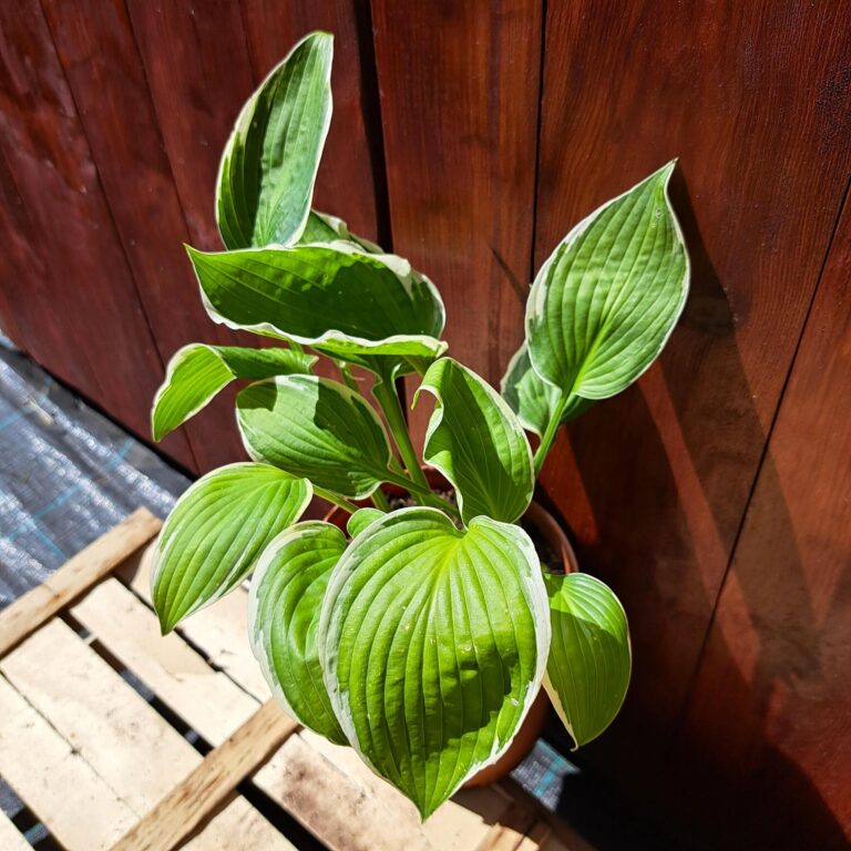 Hosta 'Francee'