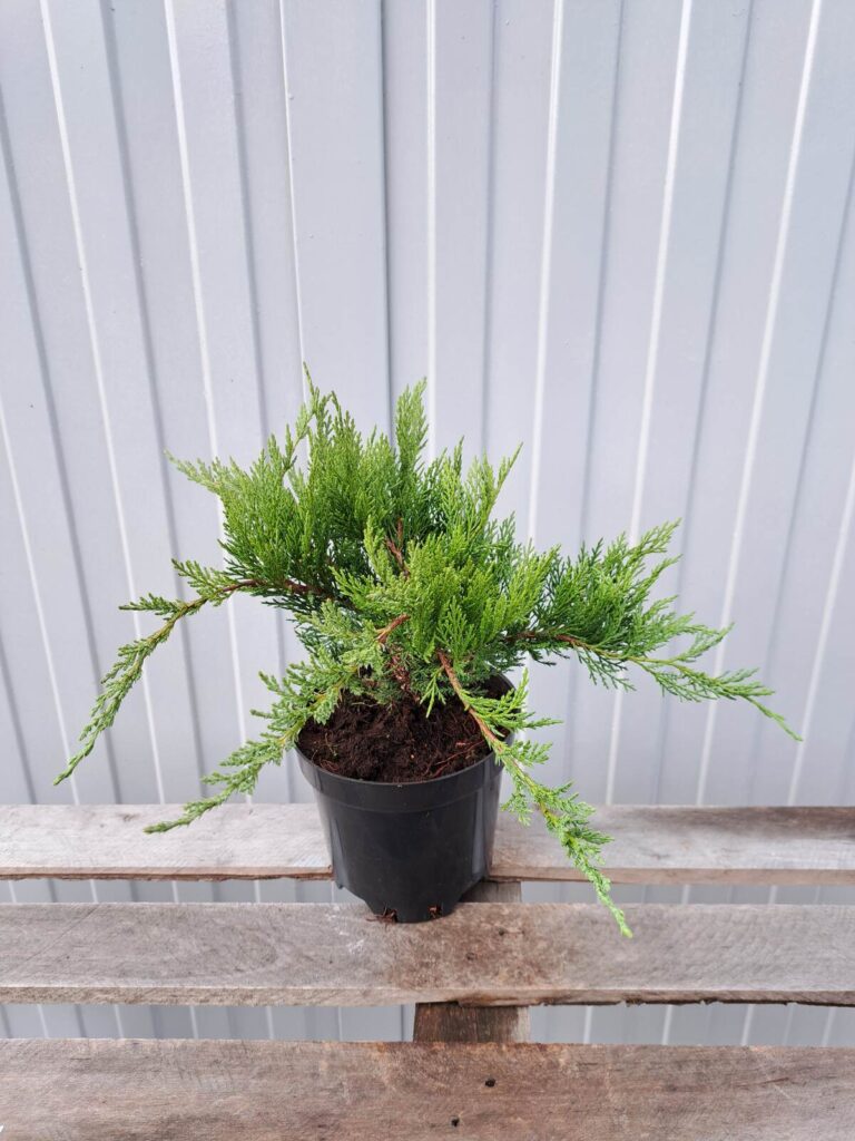 Jałowiec sabiński 'Tamariscifolia'