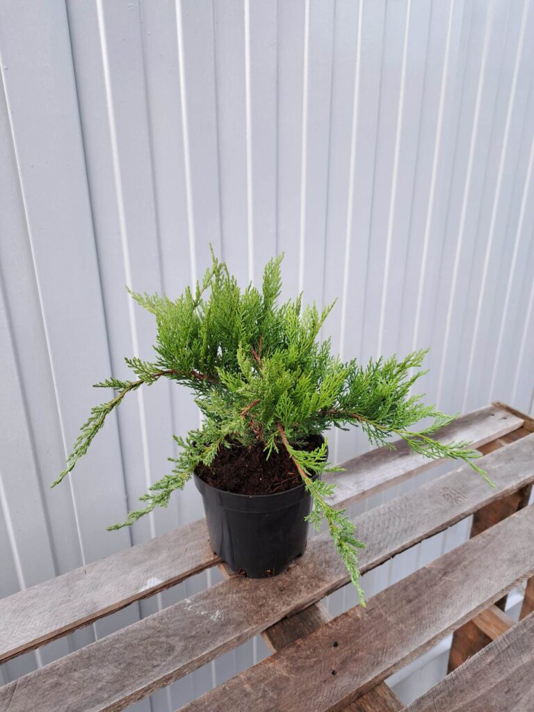 Jałowiec sabiński 'Tamariscifolia'