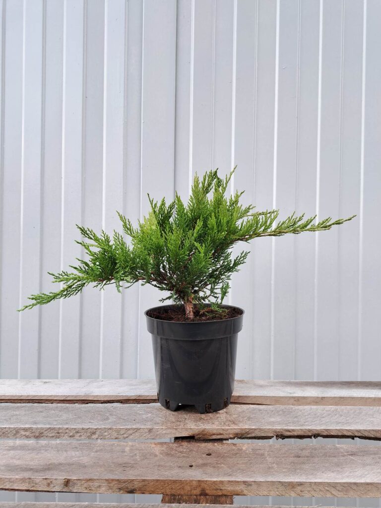 Jałowiec sabiński 'Tamariscifolia'