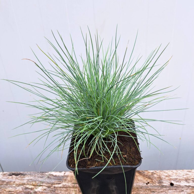 Kostrzewa walezyjska 'Glaucantha'