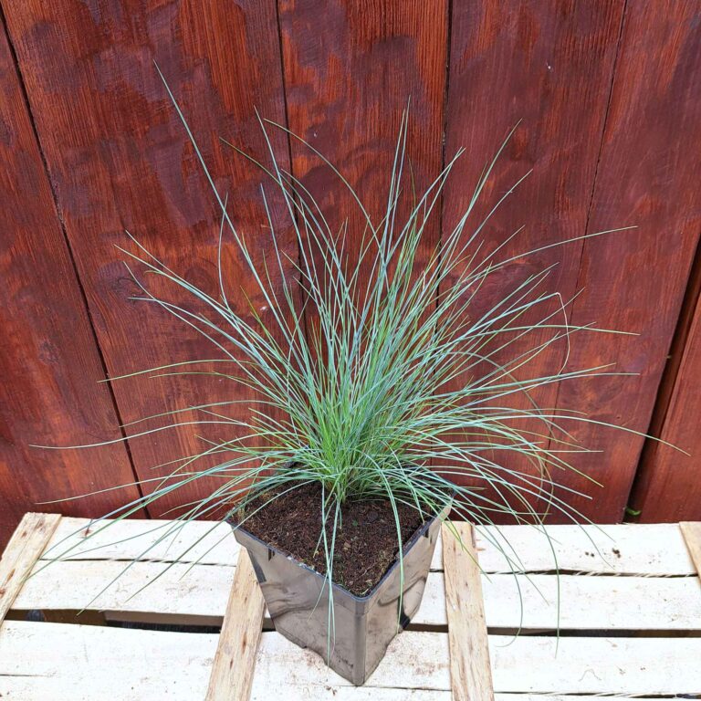 Kostrzewa walezyjska 'Glaucantha'