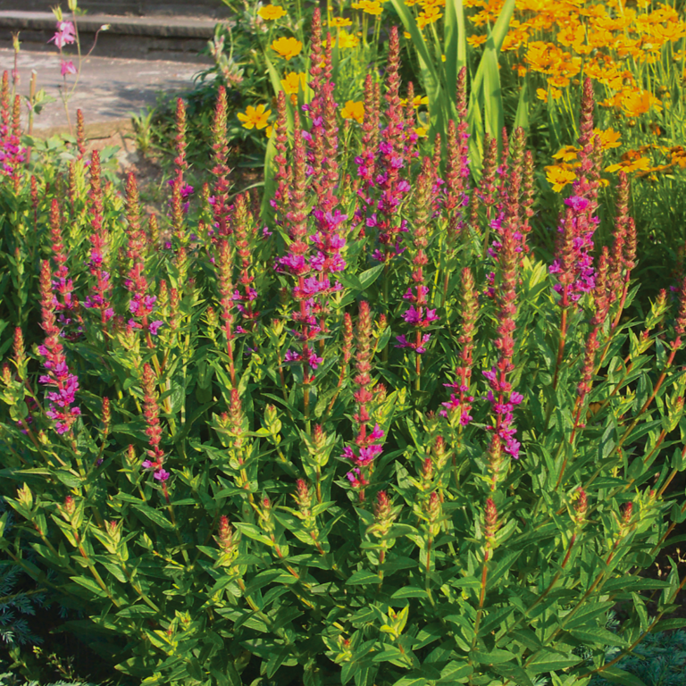 Krwawnica pospolita 'Robert'