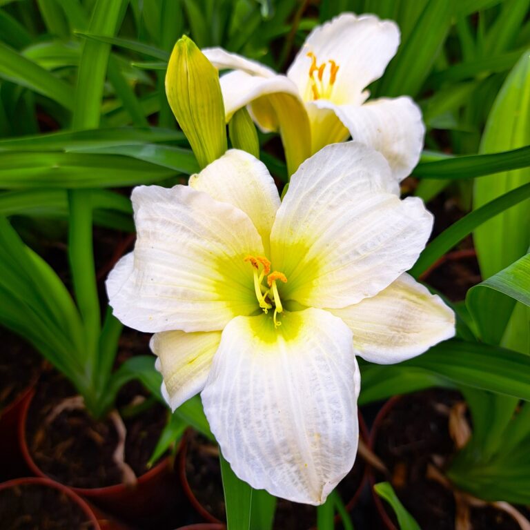 Liliowiec 'Gentle Shepard'