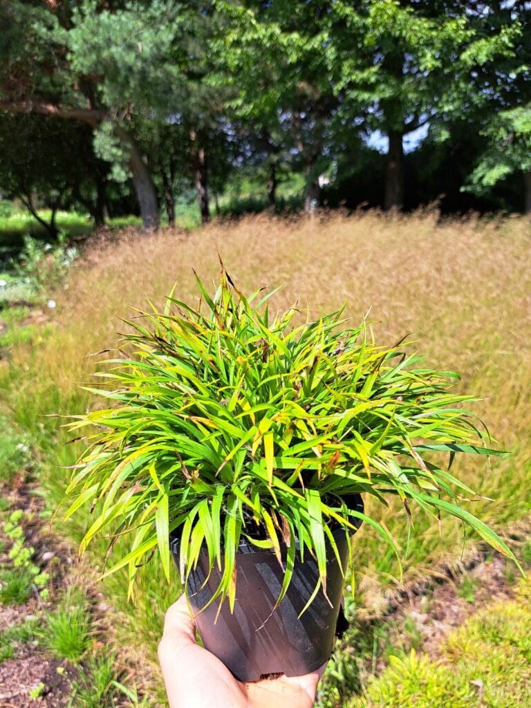 Luzula pilosa 'Igel'