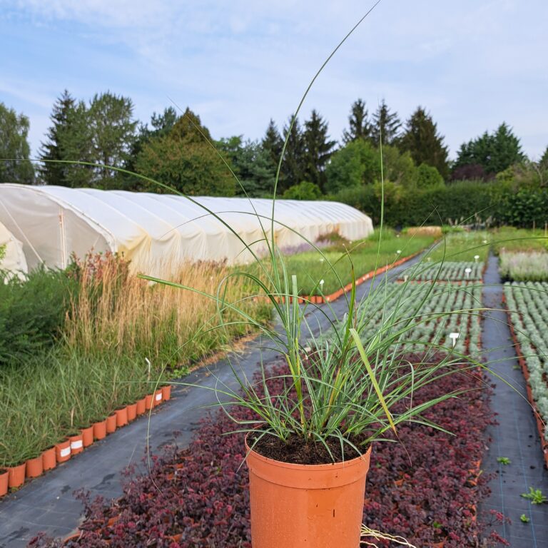 Miskant chiński Yakushima Dwarf